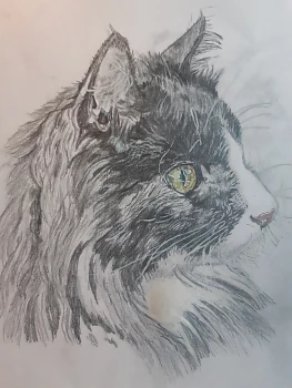 Katt,Djur,Porträtt. Teckning i blyerts med detaljer