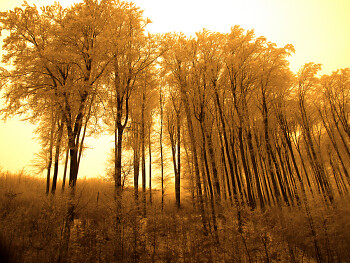 skog,träd,morgonen. Promenad utanför Bratislava