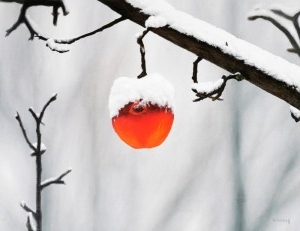 Rött äpple. Realism,Snö,Frukt